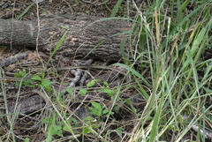 Thamnophis proximus orarius