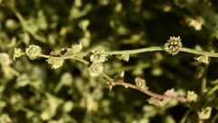 Cycloloma atriplicifolium