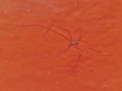 Physocyclus globosus