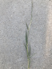 Bothriochloa