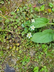 Parnassia fimbriata