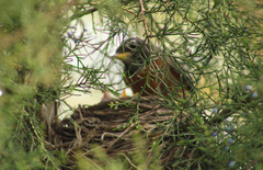 Turdus migratorius