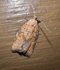 Argyrotaenia franciscana