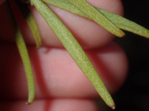 Image of Eremophila youngii by (c) Thomas Mesaglio, some rights reserved (CC BY)