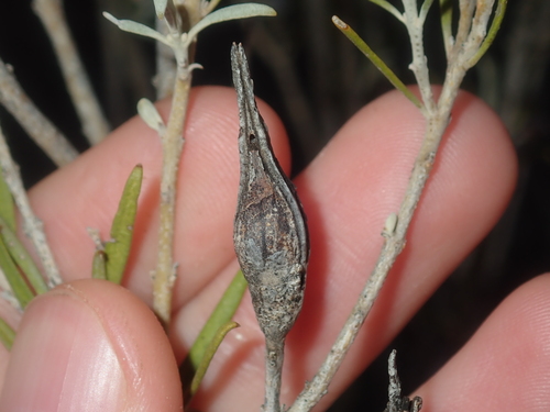 Image of Eremophila youngii by (c) Thomas Mesaglio, some rights reserved (CC BY)