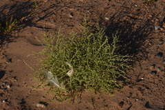 Cycloloma atriplicifolium