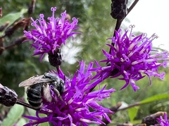 Melissodes denticulatus
