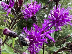Melissodes denticulatus