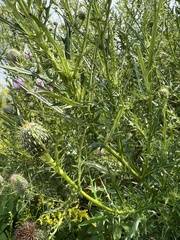 Cirsium discolor
