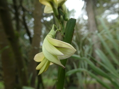 Carmichaelia williamsii