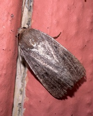 Amphipyra tragopoginis