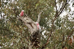Eolophus roseicapilla