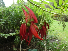 Clianthus puniceus
