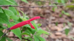 Salvia elegans