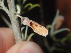 Eremophila youngii