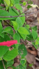 Salvia elegans