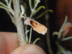 Eremophila youngii