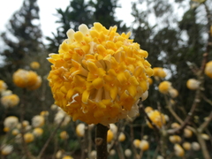 Edgeworthia