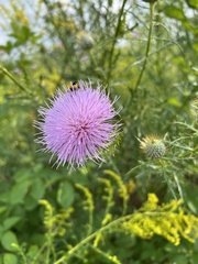 Cirsium discolor