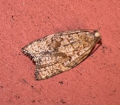 Argyrotaenia franciscana