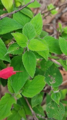 Salvia elegans
