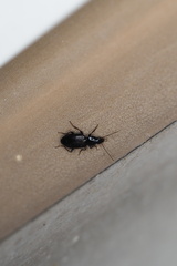 Agonum
