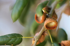 Quercus agrifolia