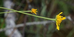 Balduina uniflora