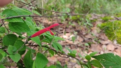 Salvia elegans