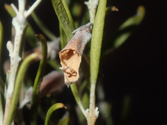 Eremophila youngii
