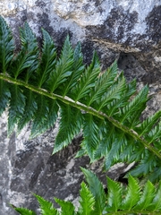 Polystichum lonchitis