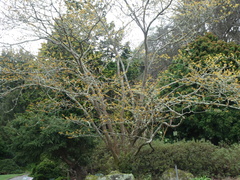 Hamamelis mollis