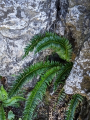 Polystichum lonchitis