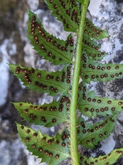 Polystichum lonchitis