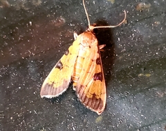 Ategumia ebulealis