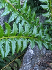 Polystichum lonchitis