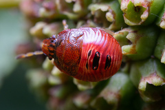 Pentatomoidea