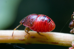 Pentatomoidea