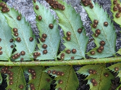 Polystichum lonchitis