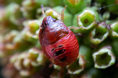 Pentatomoidea
