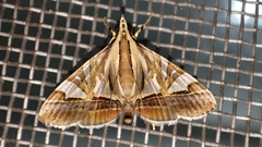 Agrioglypta itysalis
