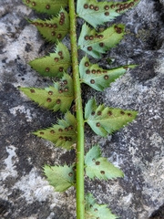 Polystichum lonchitis