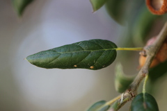 Quercus agrifolia
