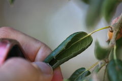 Quercus agrifolia