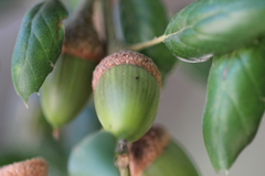 Quercus agrifolia