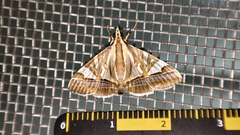 Agrioglypta itysalis