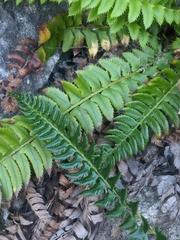 Polystichum lonchitis