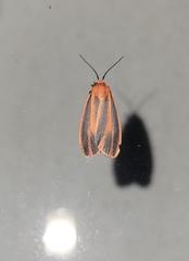 Hypoprepia miniata
