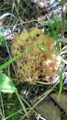 Ramaria formosa