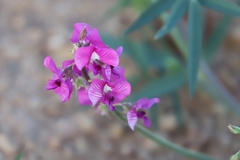 Swainsona campylantha